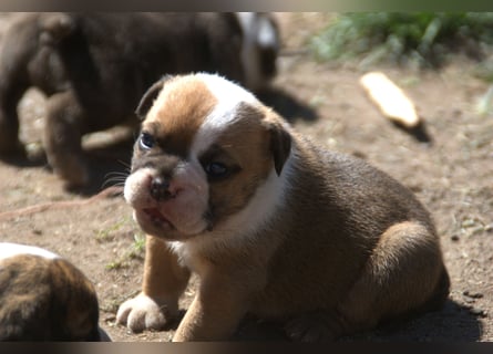 English Bulldog alternativ - Bulldogs vom Zwieseltal