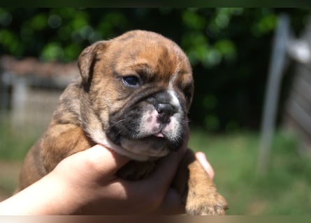 Continental Bulldog Welpen VDH/CBCD - The Loki Bull