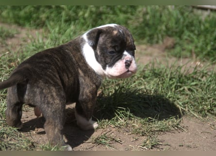 English Bulldog alternativ - Bulldogs vom Zwieseltal