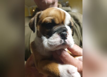 English Bulldog alternativ - Bulldogs vom Zwieseltal