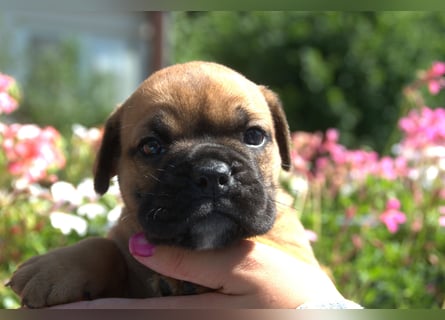 Continental Bulldog Welpen vom Zwieseltal