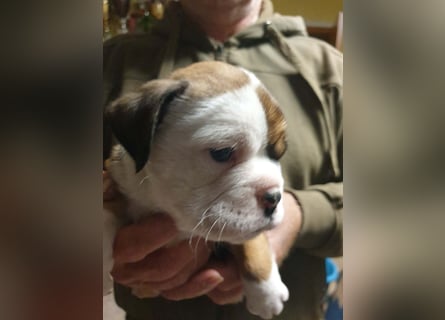 English Bulldog alternativ - Bulldogs vom Zwieseltal