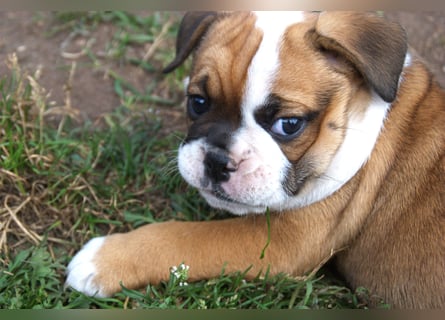 English Bulldog alternativ - Bulldogs vom Zwieseltal