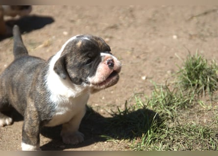English Bulldog alternativ - Bulldogs vom Zwieseltal
