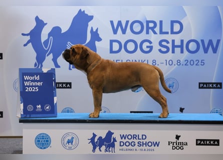 Continental Bulldog Welpen VDH/CBCD - The Loki Bull