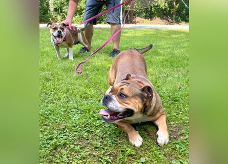 Continental Bulldog Welpen vom Zwieseltal