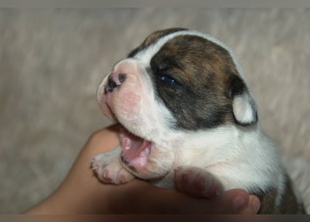 Bulldogs vom Zwieseltal