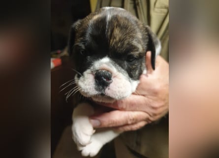 English Bulldog alternativ - Bulldogs vom Zwieseltal