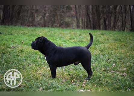 Continental Bulldog Welpen vom Zwieseltal
