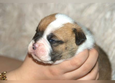 Bulldogs vom Zwieseltal