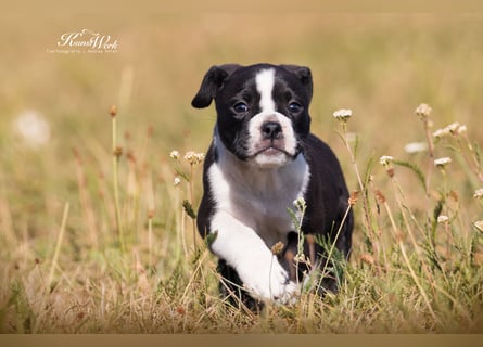 Continental Bulldog Welpen vom Zwieseltal