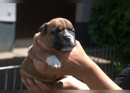 Continental Bulldog Welpen VDH/CBCD - The Loki Bull