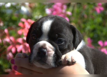 Continental Bulldog Welpen vom Zwieseltal