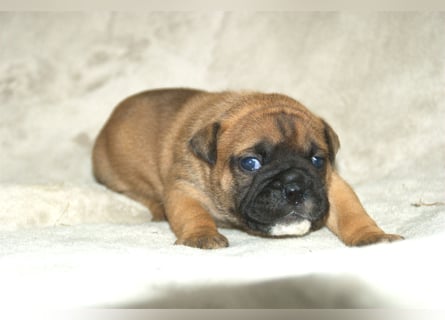 Continental Bulldog Welpen VDH/CBCD - The Loki Bull