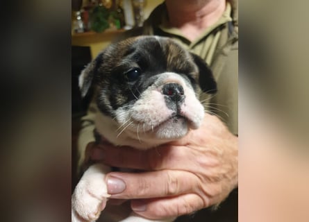 English Bulldog alternativ - Bulldogs vom Zwieseltal