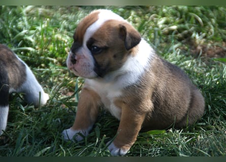 English Bulldog alternativ - Bulldogs vom Zwieseltal