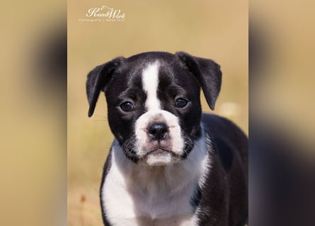 Continental Bulldog Welpen vom Zwieseltal
