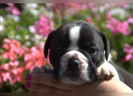 Continental Bulldog Welpen vom Zwieseltal