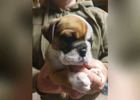 English Bulldog alternativ - Bulldogs vom Zwieseltal