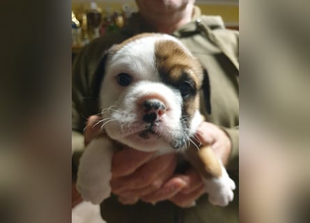English Bulldog alternativ - Bulldogs vom Zwieseltal