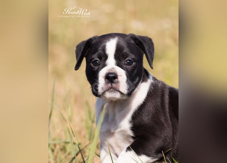 Continental Bulldog Welpen vom Zwieseltal