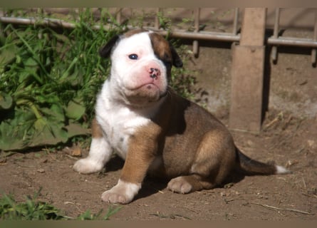 English Bulldog alternativ - Bulldogs vom Zwieseltal