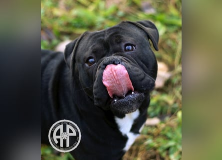 Continental Bulldog Welpen vom Zwieseltal