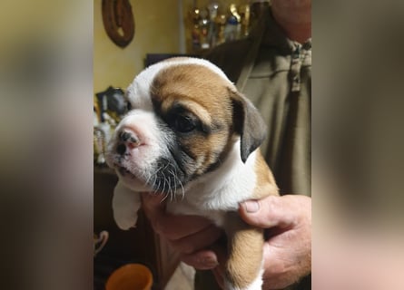 English Bulldog alternativ - Bulldogs vom Zwieseltal