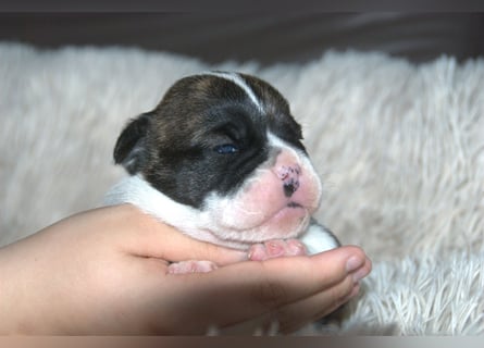 Bulldogs vom Zwieseltal