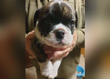 English Bulldog alternativ - Bulldogs vom Zwieseltal