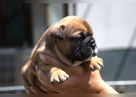 Continental Bulldog Welpen VDH/CBCD - The Loki Bull