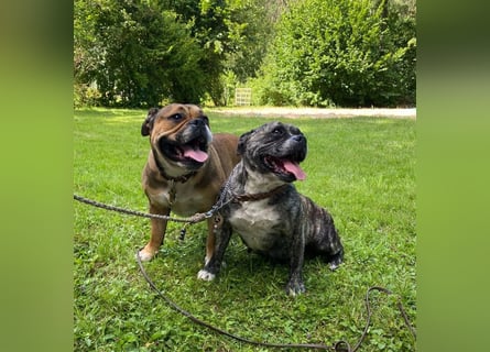 Continental Bulldog Welpen vom Zwieseltal