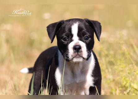 Continental Bulldog Welpen vom Zwieseltal