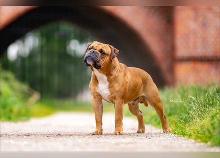 Continental Bulldog Welpen VDH/CBCD - The Loki Bull