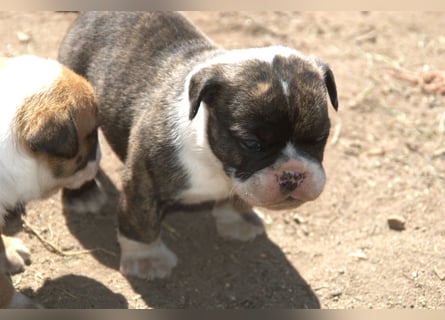 English Bulldog alternativ - Bulldogs vom Zwieseltal