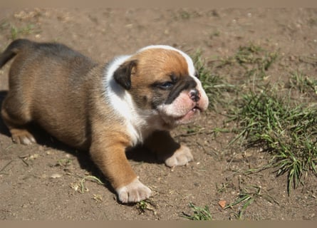 English Bulldog alternativ - Bulldogs vom Zwieseltal