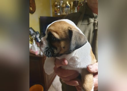 English Bulldog alternativ - Bulldogs vom Zwieseltal