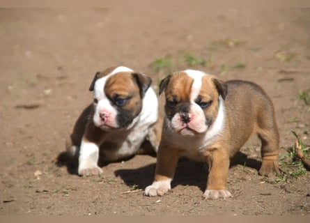 English Bulldog alternativ - Bulldogs vom Zwieseltal