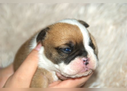 Bulldogs vom Zwieseltal