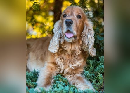 Benny Bub - fitter Cocker Spaniel - Tierhilfe Franken e.V.