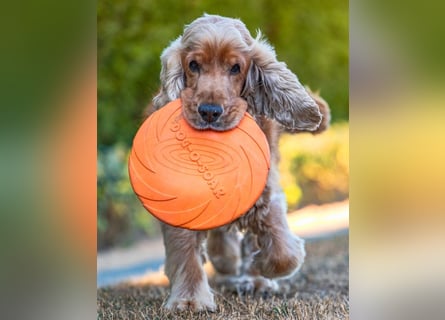 Benny Bub - fitter Cocker Spaniel - Tierhilfe Franken e.V.
