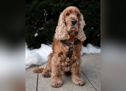 Benny Bub - fitter Cocker Spaniel - Tierhilfe Franken e.V.