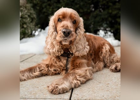 Benny Bub - fitter Cocker Spaniel - Tierhilfe Franken e.V.