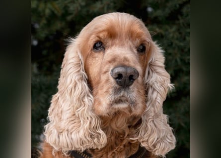 Benny Bub - fitter Cocker Spaniel - Tierhilfe Franken e.V.