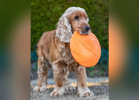 Benny Bub - fitter Cocker Spaniel - Tierhilfe Franken e.V.