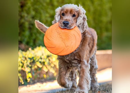 Benny Bub - fitter Cocker Spaniel - Tierhilfe Franken e.V.