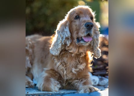 Benny Bub - fitter Cocker Spaniel - Tierhilfe Franken e.V.