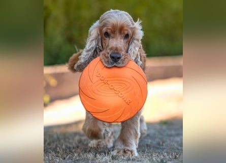 Benny Bub - fitter Cocker Spaniel - Tierhilfe Franken e.V.