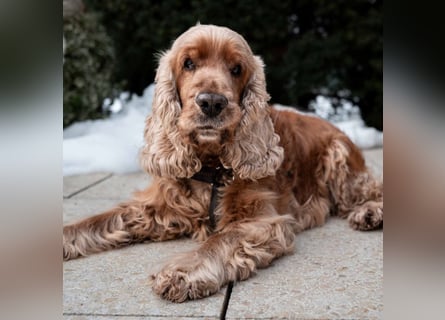 Benny Bub - fitter Cocker Spaniel - Tierhilfe Franken e.V.
