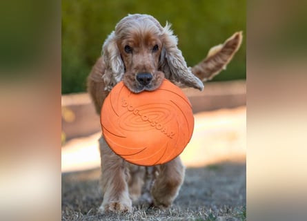 Benny Bub - fitter Cocker Spaniel - Tierhilfe Franken e.V.